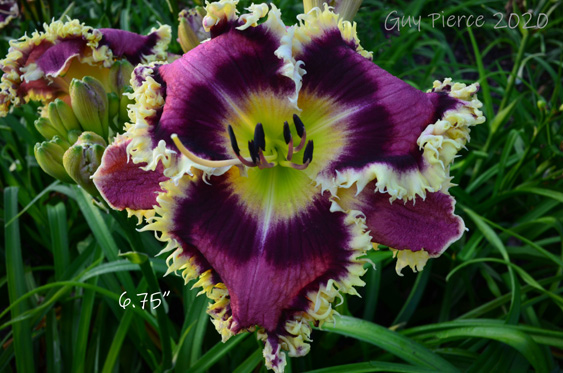 Treasure of Colors,  Daylily