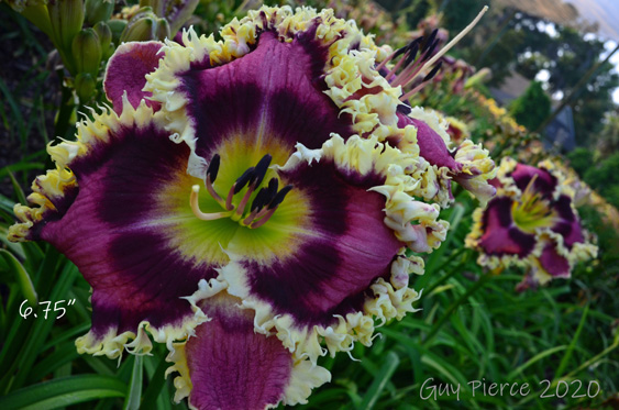 Tumbleweed,  Daylily