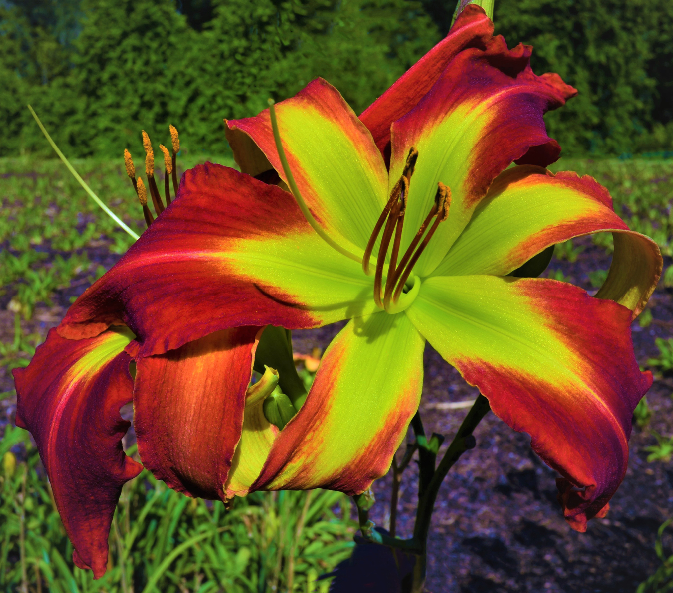 Whirling Flare, Daylily