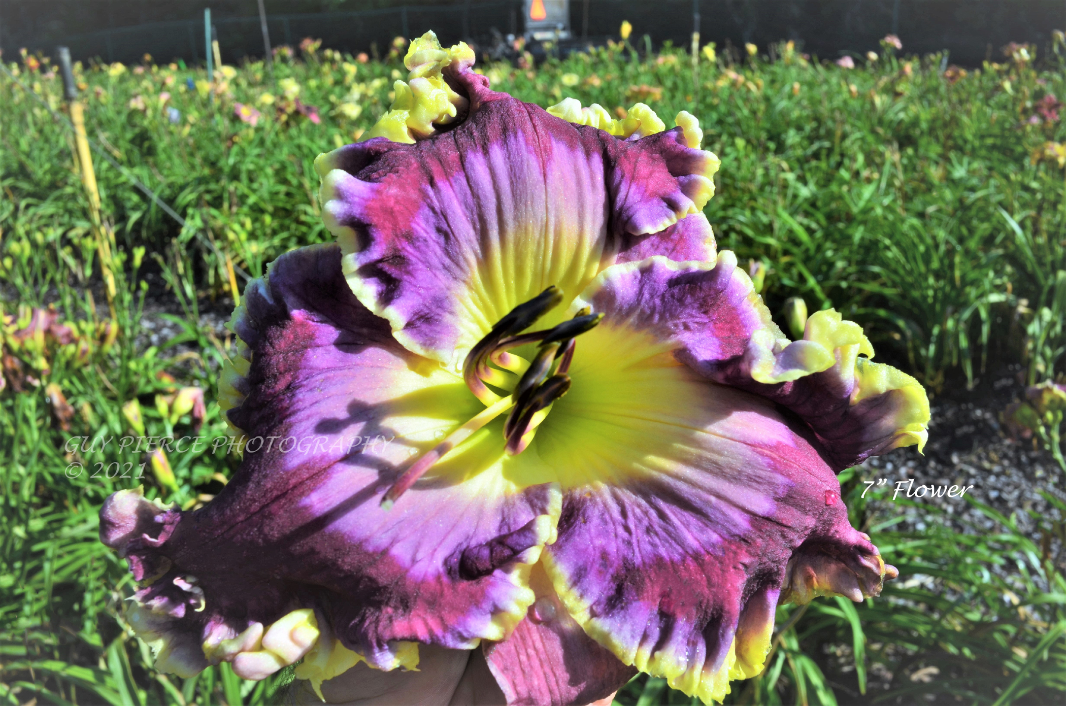 Winsome Gem, Daylily