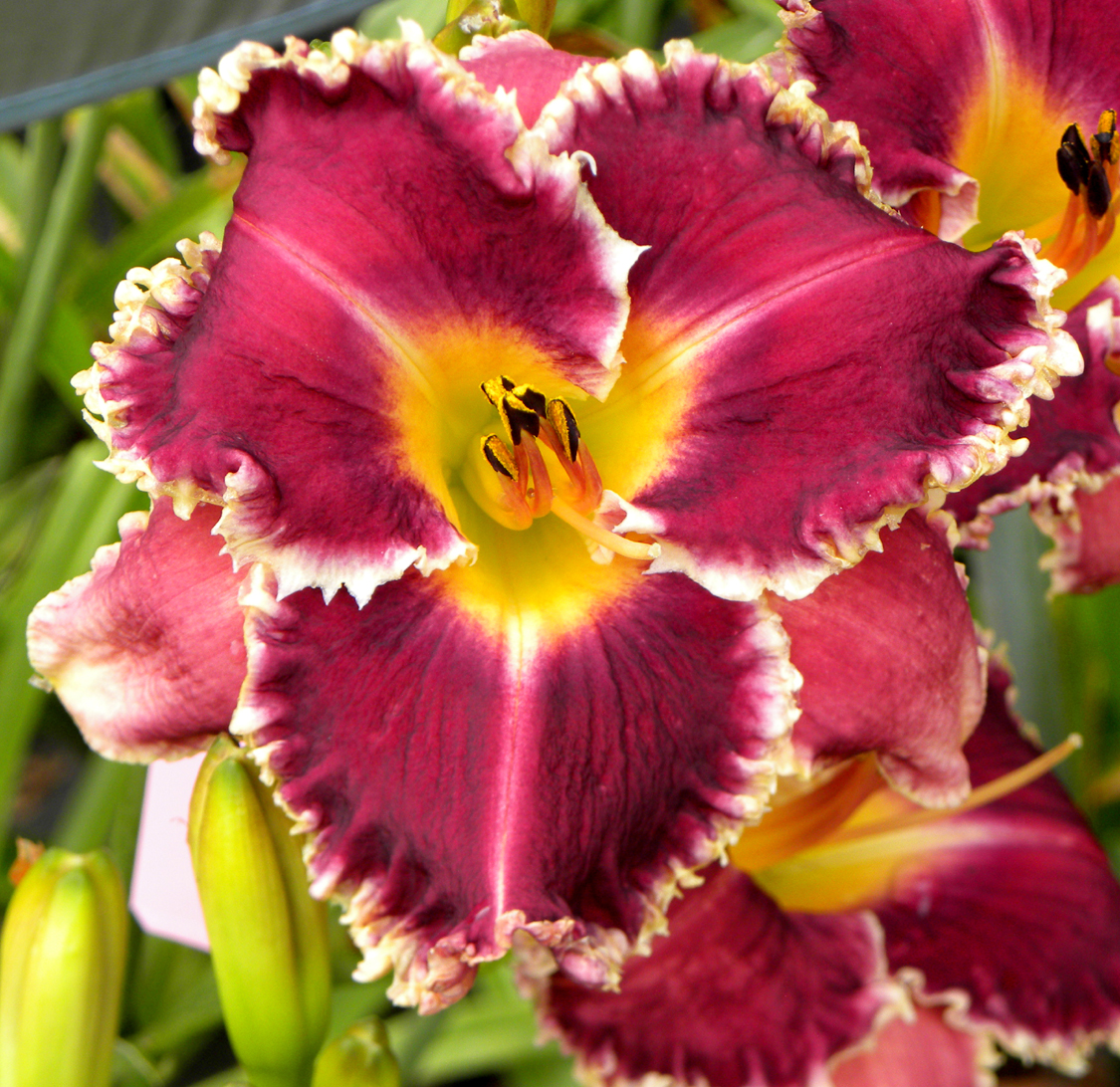 Captain Quint, Daylily