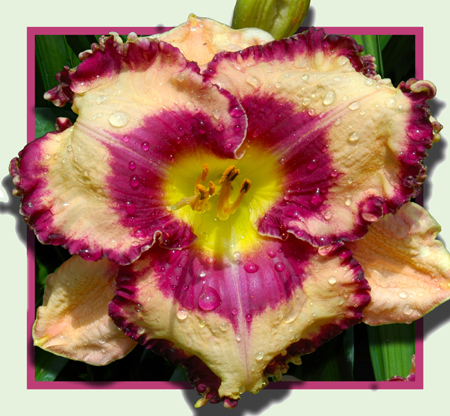 Seaquest, Daylily