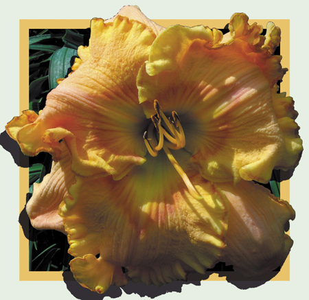 Bermuda Breeze, Daylily