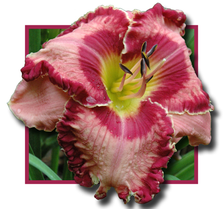 Casa de Juan, Daylily