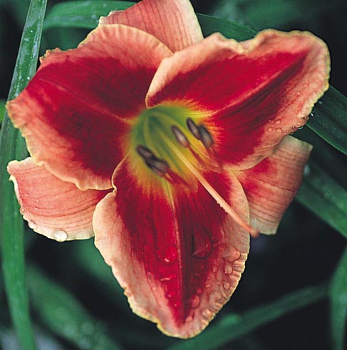 Still Dreaming, Daylily