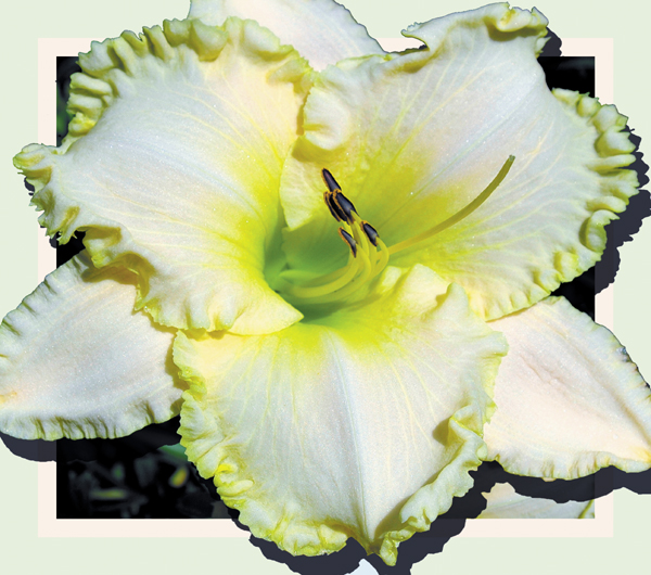 Playa Blanca, Daylily