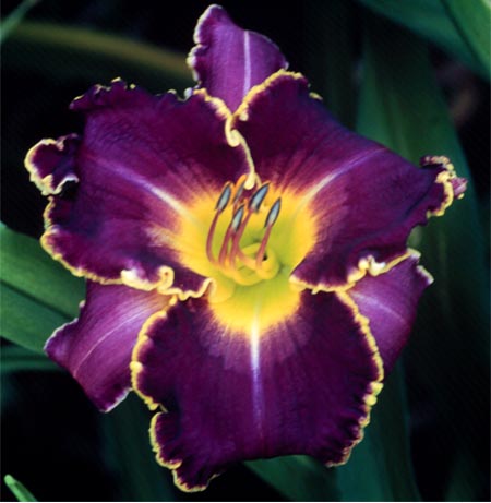 Ana Maria Margetts, Daylily