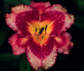 Caught by Surprise, Daylily