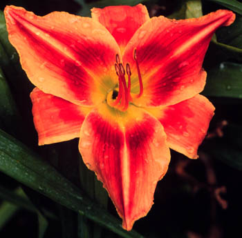 Eccentricity, Daylily