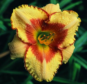 Somewhere Out There, Daylily