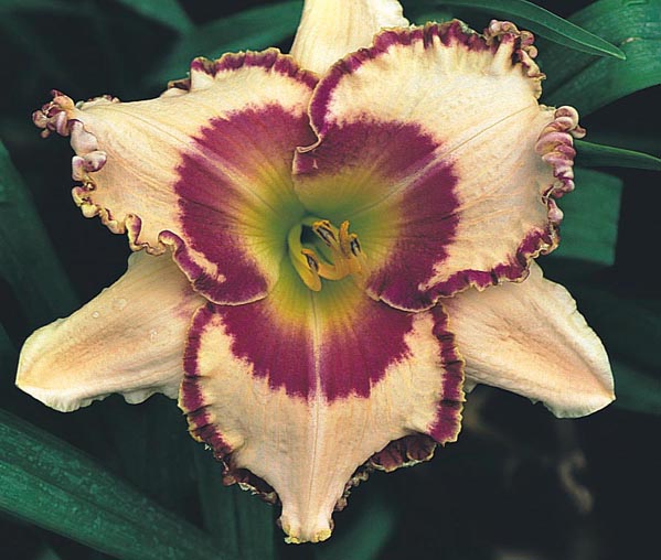 Superstitious Satisfaction, Daylily