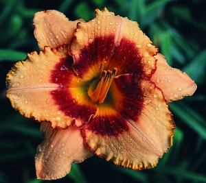 Without Warning, Daylily