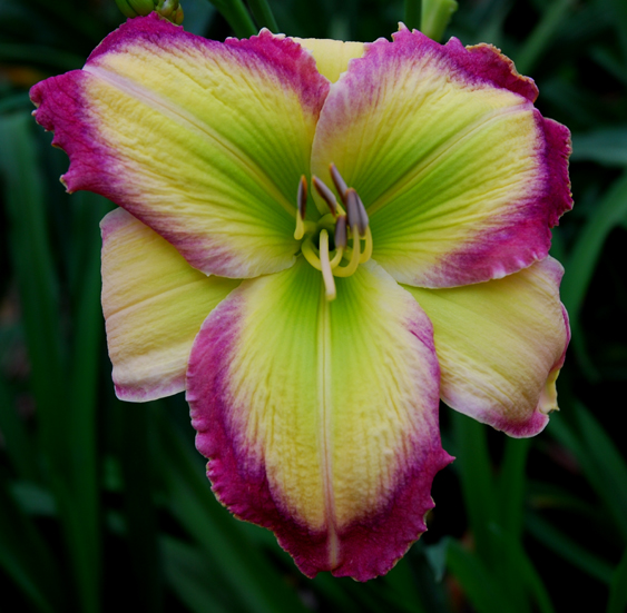 Dance Music, Daylily