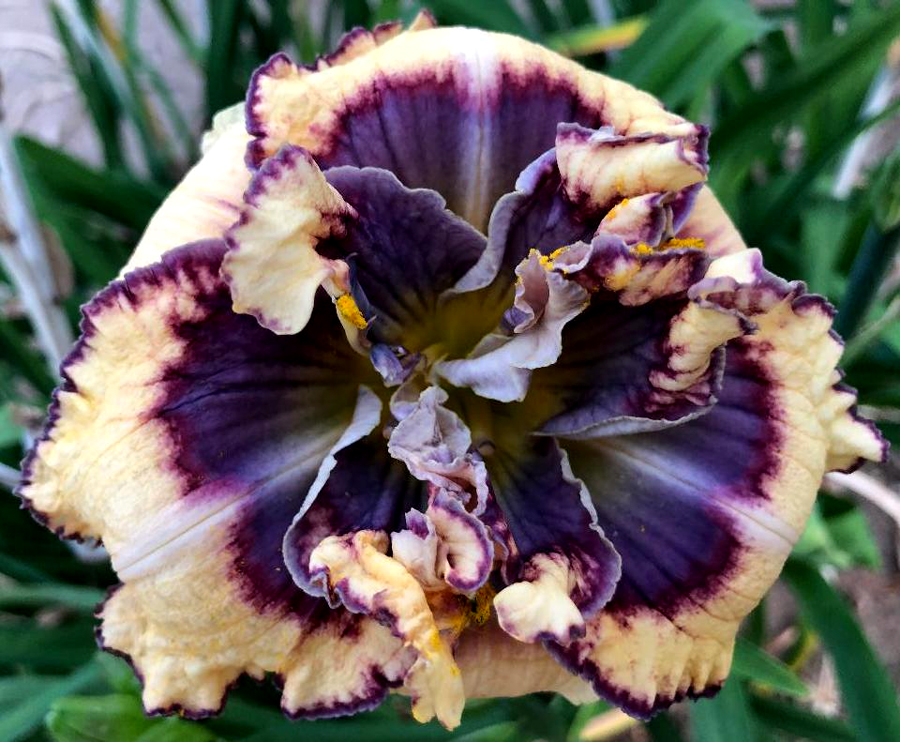 Space X, Daylily